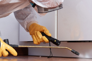 Messie Schädlingsbekämpfung Schwäbisch Hall